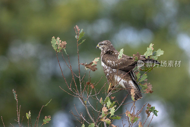 普通秃鹰(Buteo Buteo)